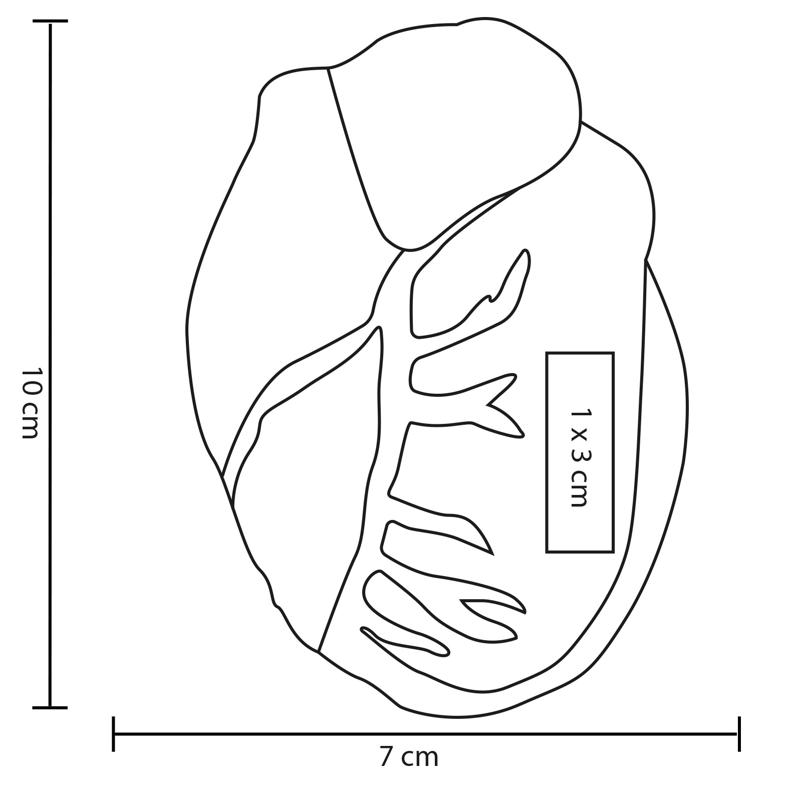 FP LP 63